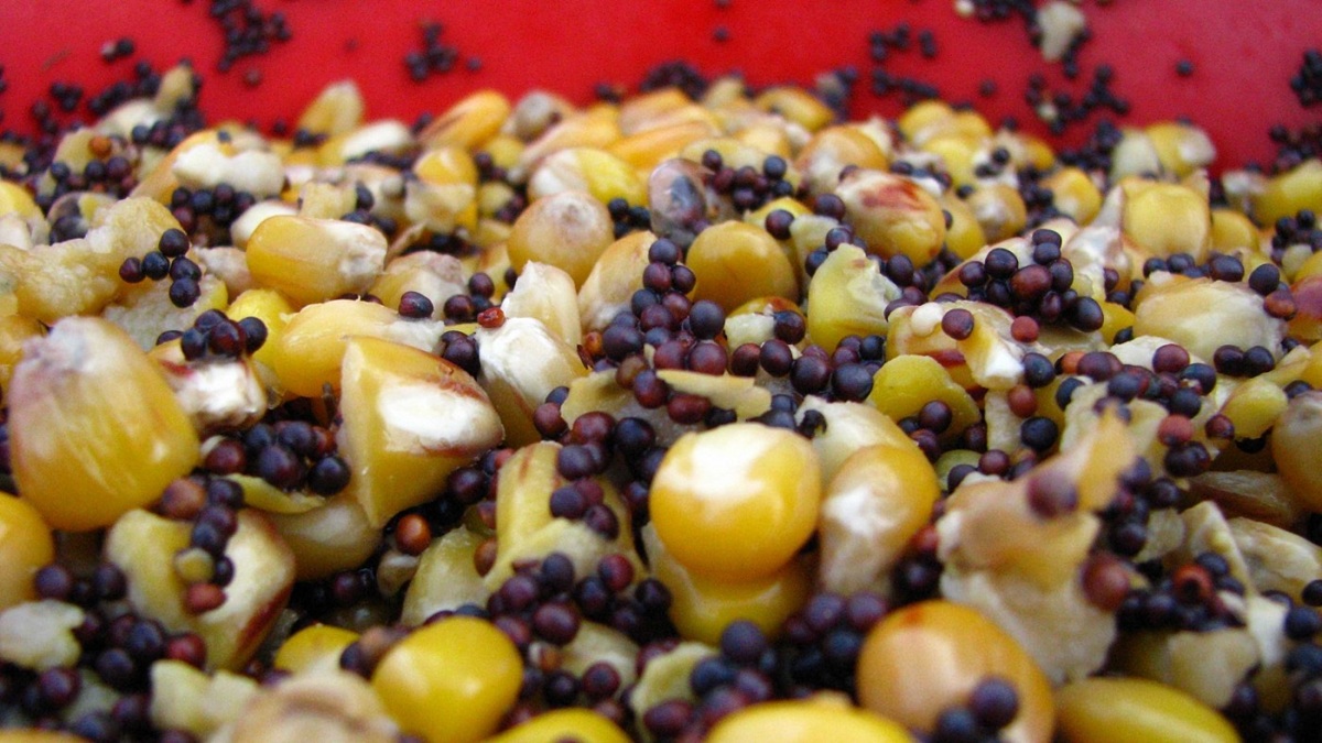 Nástrahy, partikl a krmení – základní přehled pro rybáře