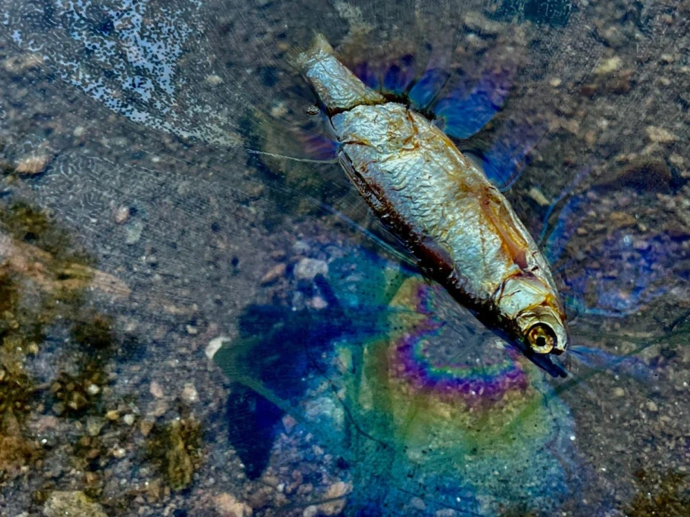 LK Baits Predátor dipovaná rybička M