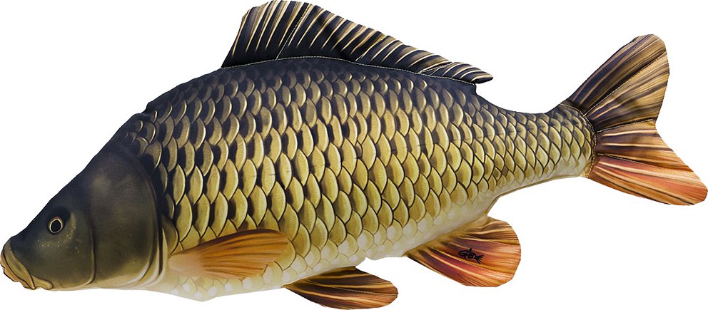 Kapr šupinatý 100cm