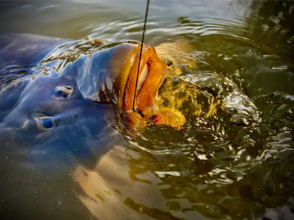 LK Baits CUC! Raisin Lesní jahoda 50 g