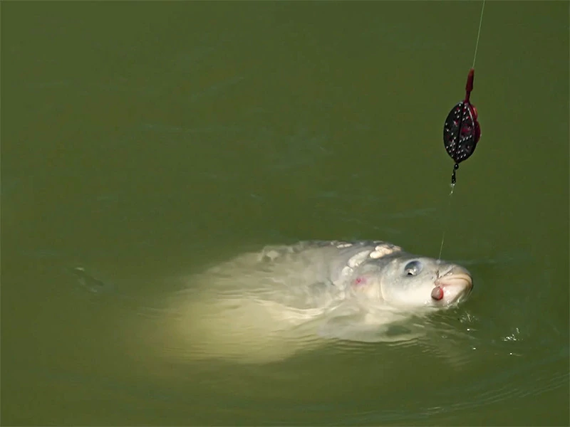 Krmítko Delphin Method QUIX L – 50 g