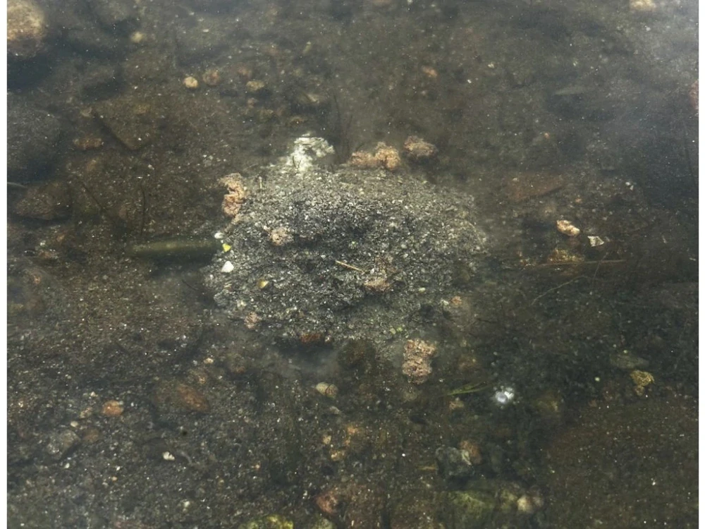 Carp Mix - Krmítková směs - Řeka